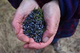 Natural Juniper Berries